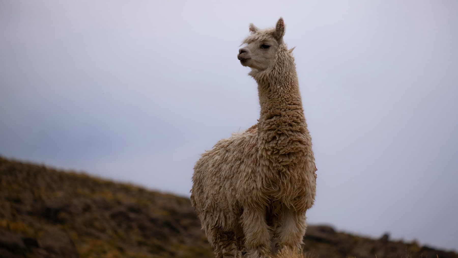 Llama en una ladera de los Andes